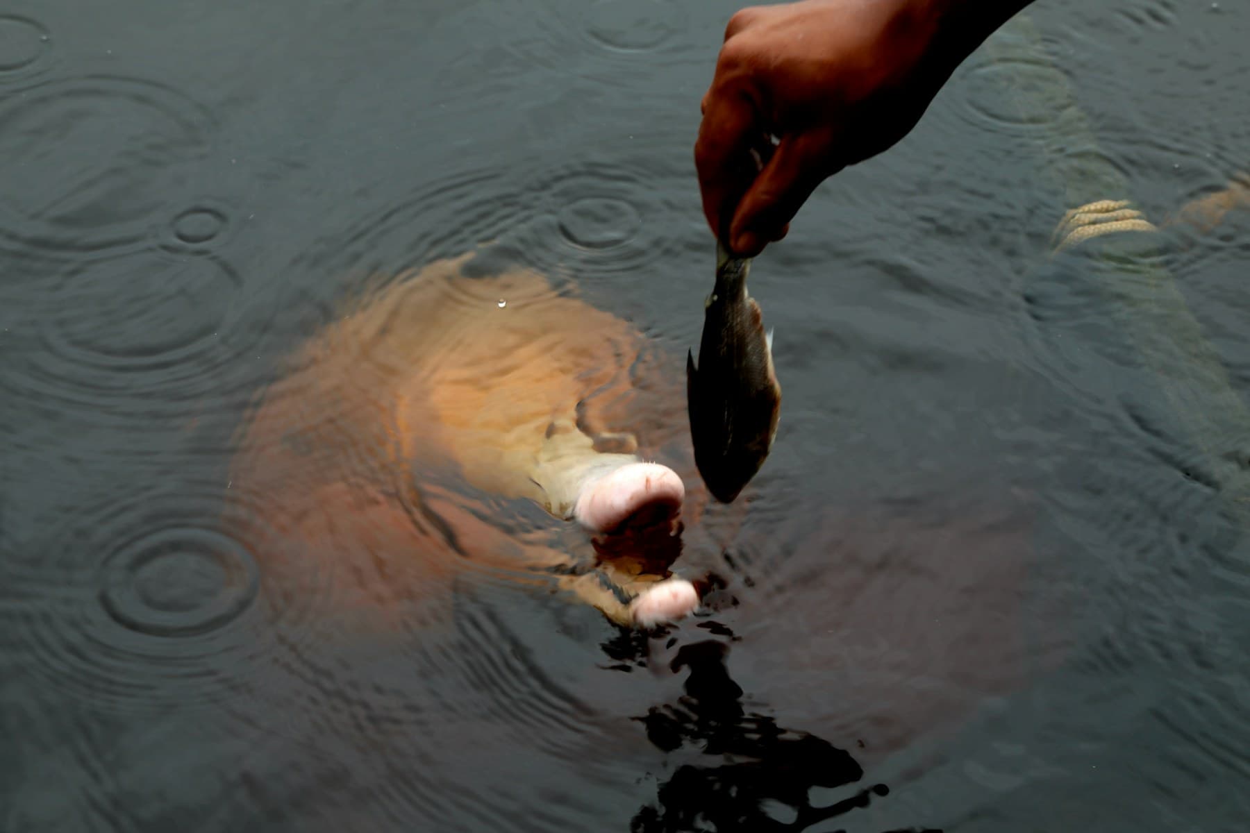 Fish feeding at the surface of a managed pond