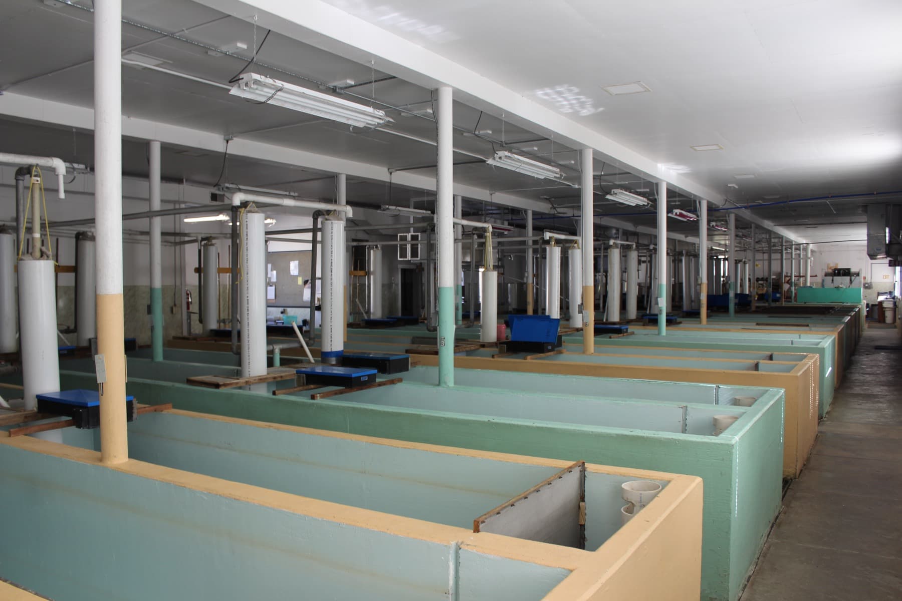 Indoor fish hatchery tank room with rearing tanks