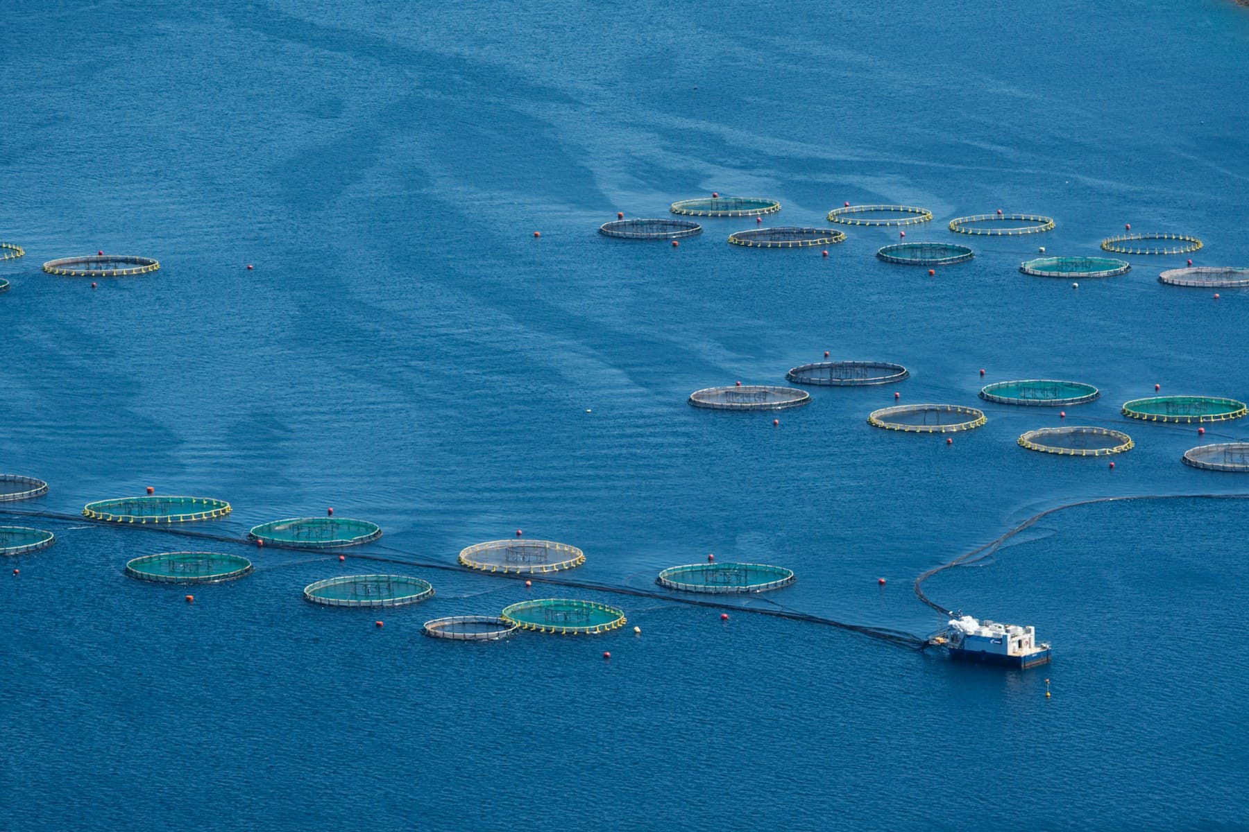 Circular offshore aquaculture cages in open blue water